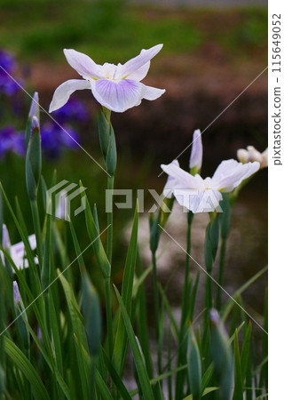 Purple irises blooming in the iris garden [early summer] 115649052