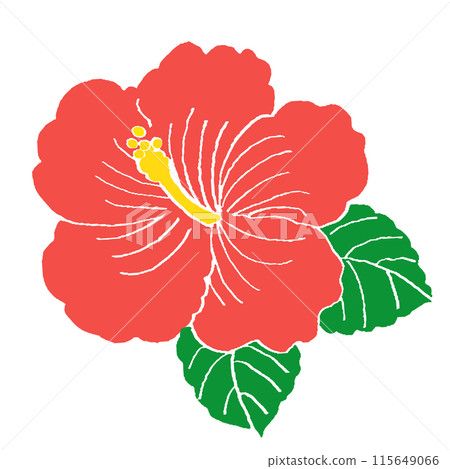 芙蓉花的簡單圖解 芙蓉花的簡單圖解 115649066