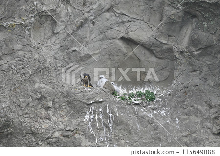 遊隼正在餵雛鳥並準備飛走 遊隼正在餵雛鳥並準備飛走 115649088