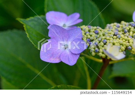 Hydrangea Hydrangea 115649154