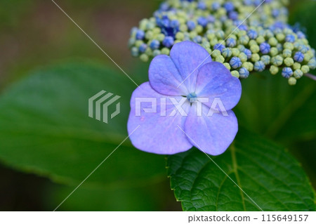 Hydrangea 115649157