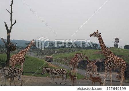 酷長頸鹿 115649199