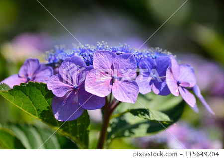 Hydrangea 115649204