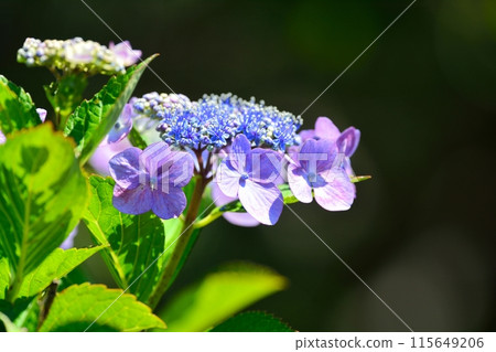 Hydrangea 115649206