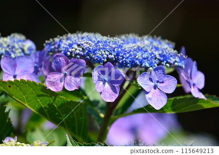 Hydrangea 115649213