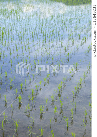 插秧後的稻田風景 鳥取縣鳥取市 115649233