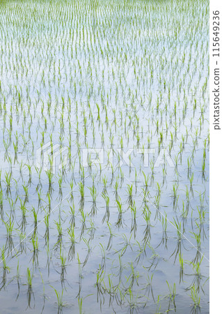 Scenery of rice fields after rice planting, Tottori City, Tottori Prefecture 115649236