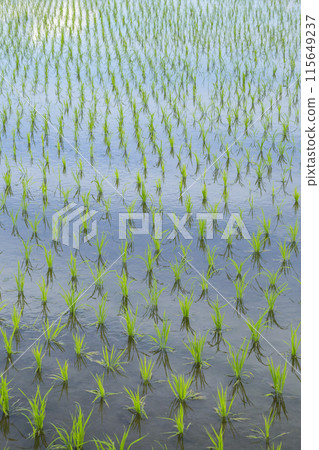 Scenery of rice fields after rice planting, Tottori City, Tottori Prefecture 115649237