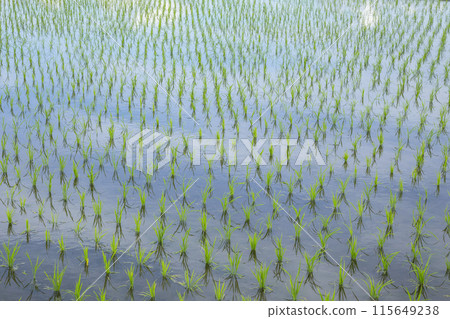 Scenery of rice fields after rice planting, Tottori City, Tottori Prefecture 115649238