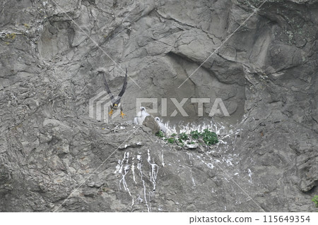 一隻遊隼起飛，幼鳥留在巢中 115649354