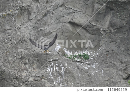 A peregrine falcon takes off and the chicks remain in the nest A peregrine falcon takes off and the chicks remain in the nest 115649359