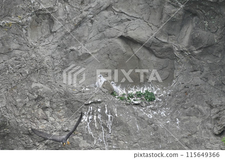 一隻遊隼起飛，幼鳥留在巢中 115649366