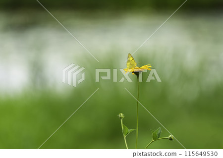 Yellow flower and yellow butterfly 115649530