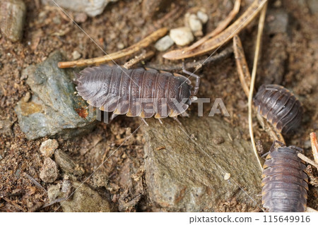 Closeup on a grey colored Ratzeburg's Woodlouse, Trachelipus ratzeburgii, sitting on the forest floor 115649916