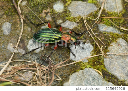 Natural closeup on a colorful large metallic green and red ground beetle, Carabus auronitens in Austria Natural closeup on a colorful large metallic green and red ground beetle, Carabus auronitens in Austria 115649926