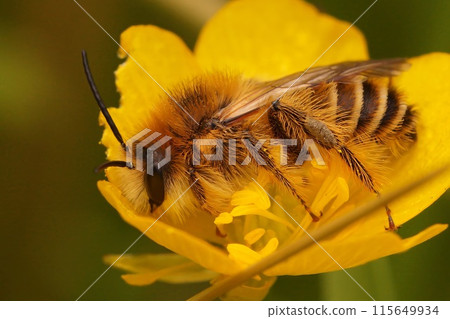 Closeup on a fluffy male Pantaloon bee, Dasypoda hirtipes, sitting on a yellow buttercup flower Closeup on a fluffy male Pantaloon bee, Dasypoda hirtipes, sitting on a yellow buttercup flower 115649934