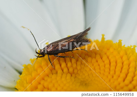 Closeup on a small brown common plain neb micro moth, Monochroa tenebrella on a white ox-eyed daisy flower Closeup on a small brown common plain neb micro moth, Monochroa tenebrella on a white ox-eyed daisy flower 115649958