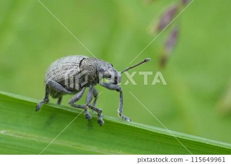 Closeup on the small grey European plant parasite marram weevil, Philopedon plagiatum perched on a blade of grass Closeup on the small grey European plant parasite marram weevil, Philopedon plagiatum perched on a blade of grass 115649961