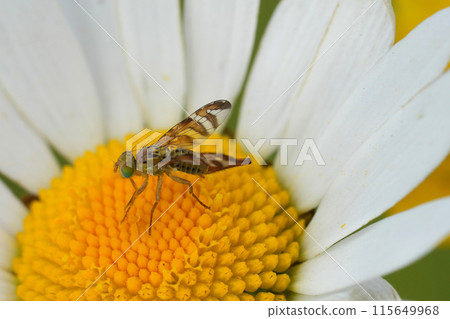 Closeup on a small colorful plant parasite fly, Chaetorellia jaceae in a white Ox-eyed dasiy flower 115649968