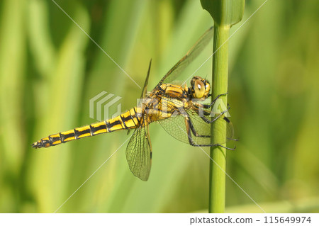 Closeup on a female Black tailed darter dragonfly, Orthetrum cancellatum perched in vegetation Closeup on a female Black tailed darter dragonfly, Orthetrum cancellatum perched in vegetation 115649974