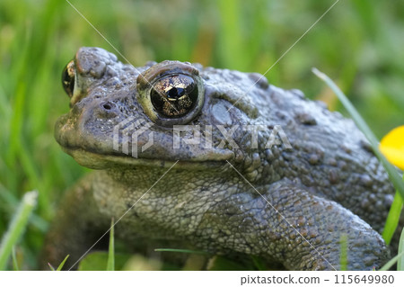 Closeup on an adult Western toad, Anaxyrus or Bufo boreas sitting on the grass 115649980