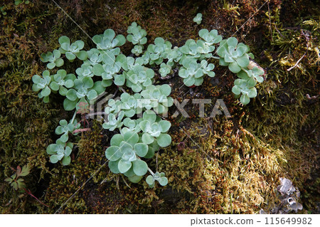 Closeup on the North-American broadleaf yellow or spoon-leaved stonecrop Sedum spathulifolium 115649982