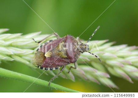 Closeup on a hairy shield bug Dolycoris baccarum sitting on grass 115649993