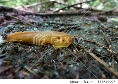 Closeup on a yellow large North-American California banana slug, Ariolimax californicus on the ground Closeup on a yellow large North-American California banana slug, Ariolimax californicus on the ground 115649997