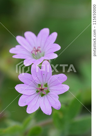 Vertical closeup on a light purple Dove's-foot Crane's-Bill, Geranium molle 115650000