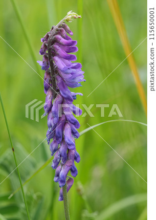 Closeup on a purple bird vetch wildflower, Vicia cracca in a meadow Closeup on a purple bird vetch wildflower, Vicia cracca in a meadow 115650001