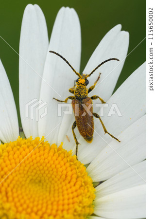 Vertical closeup on a European fairy-ring longhorn beetle, Pseudovadonia livida, on a white Leucanthemum vulgare Vertical closeup on a European fairy-ring longhorn beetle, Pseudovadonia livida, on a white Leucanthemum vulgare 115650002
