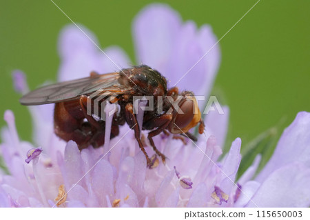 Closeup on the European Thick-headed ferroginous bee-grabber fly, Sicus ferrugineus on a purple Knautia flower 115650003