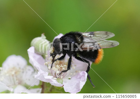 Closeup on a colorful European bumblebee-mimicking plumehorn, hoverfly, Volucella bombylans Closeup on a colorful European bumblebee-mimicking plumehorn, hoverfly, Volucella bombylans 115650005
