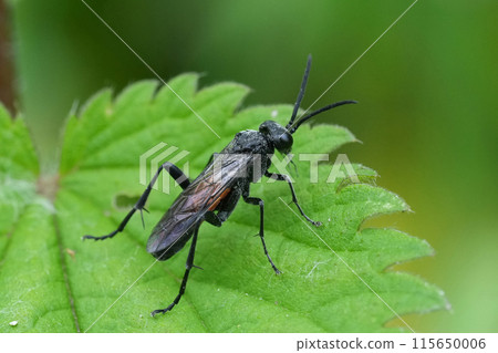 Closeup on the EUropean Red-belted Macrophya annulata sawfly, sitting on a green leaf 115650006