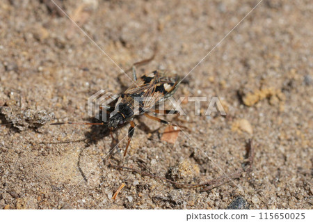 Closeup on a large ground ground bug, Beosus maritimus walking on the ground 115650025