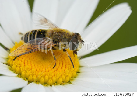 Closeup on the European drone fly, Eristalis arbustorum in a white Leucanthemum flower Closeup on the European drone fly, Eristalis arbustorum in a white Leucanthemum flower 115650027