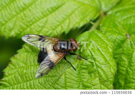 Closeup on a European large White-banded Drone Fly , Volucella pellucens on a green leaf Closeup on a European large White-banded Drone Fly , Volucella pellucens on a green leaf 115650036