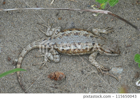Dorsal closeup on a Western Fence Lizard, Sceloporus occidentalis, sunbathing on a heap of sand in Crescent city, California Dorsal closeup on a Western Fence Lizard, Sceloporus occidentalis, sunbathing on a heap of sand in Crescent city, California 115650043