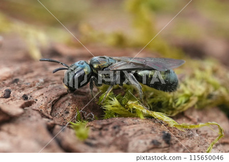 Closeup on a green metallic North-American Ceratina solitary bee sitting on wood , Crescent city, California 115650046
