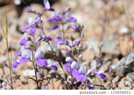Closeup on the subtle and colorful Narrowleaf Blue-eyed Mary wildflower, Collinsia linearis at Crescent city, California Closeup on the subtle and colorful Narrowleaf Blue-eyed Mary wildflower, Collinsia linearis at Crescent city, California 115650051