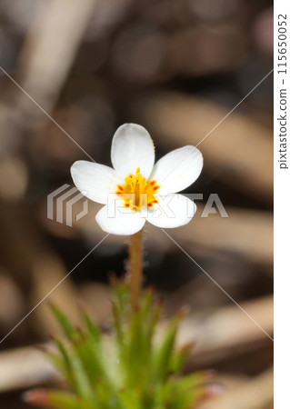 Closeup on the white and yellow flower of the North-American Linanthus parviflorus wildflower in the mountains surrounding Crescent city, California 115650052