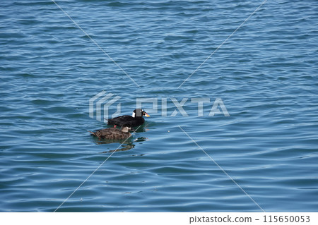 Closeup on a male and female Surf Scoter bird, Melanitta perspicillata, on the Sea at Crescent city, California Closeup on a male and female Surf Scoter bird, Melanitta perspicillata, on the Sea at Crescent city, California 115650053