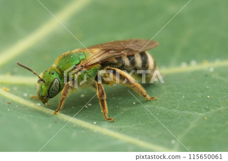 Closeup on a female bicolored striped sweat bee, Agapostemon virescens, sitting on a green leaf Closeup on a female bicolored striped sweat bee, Agapostemon virescens, sitting on a green leaf 115650061