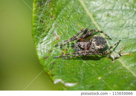 Closeup on a North-American Ornamental Orbweaver spider, Larinioides patagiatus on a green leaf 115650066