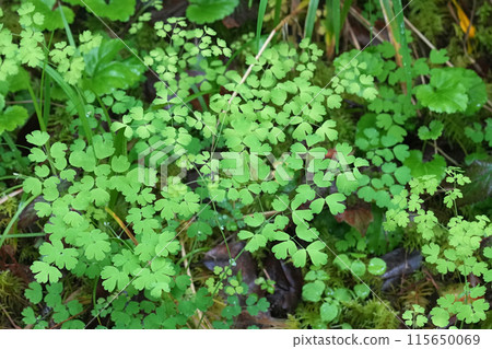 Closeup on the fragile foliage of the western meadow-rue wildflower, Thalictrum occidentale at Coquille, Oregon Closeup on the fragile foliage of the western meadow-rue wildflower, Thalictrum occidentale at Coquille, Oregon 115650069