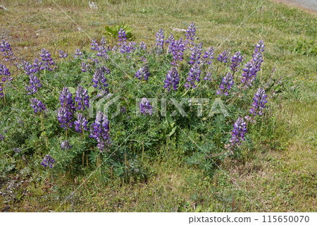 Closeup on the purple flowering seashore lupine , Lupinus littoralis at Bandon coastline, Oregon 115650070