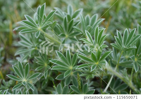 Closeup on emerging foliage of the purple flowering seashore lupine , Lupinus litoralis at Bandon coastline, Oregon Closeup on emerging foliage of the purple flowering seashore lupine , Lupinus litoralis at Bandon coastline, Oregon 115650071