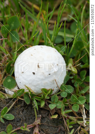 Vertical closeup on a white Dwarf Puffball mushroom, Lycoperdon dermoxanthum in the grass, Oregon 115650072
