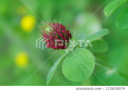Closeup on an emerging red flower of the Crimson or Italian clover, Trifolium incarnatum 115650074