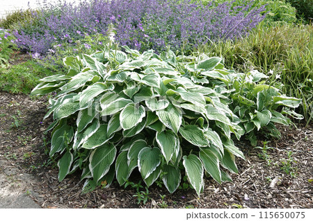 Closeup on an aggregation of white bordered Hosta plants, plantain lily, in a cottage garden 115650075